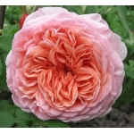 Abraham Darby / Абрагам Дербі